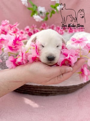 Les chiots de Berger Blanc Suisse
