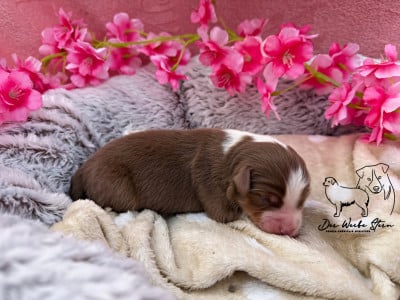 Les chiots de Berger Américain Miniature