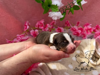Les chiots de Berger Américain Miniature