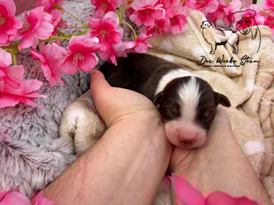 Les chiots de Berger Américain Miniature