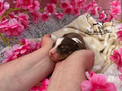 Les chiots de Berger Américain Miniature