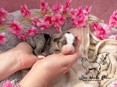 Les chiots de Berger Américain Miniature