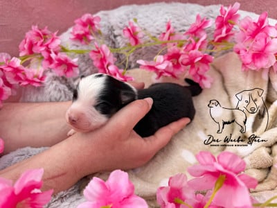 Les chiots de Berger Américain Miniature