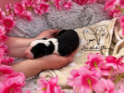 Les chiots de Berger Américain Miniature