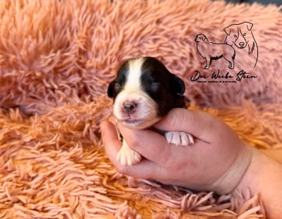 Les chiots de Berger Américain Miniature
