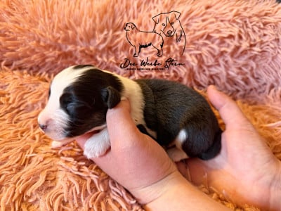 Les chiots de Berger Américain Miniature