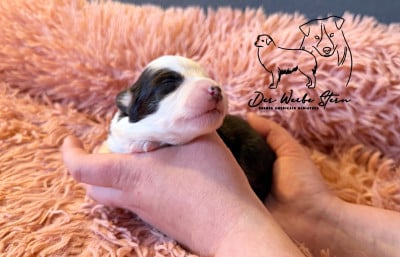 Les chiots de Berger Américain Miniature