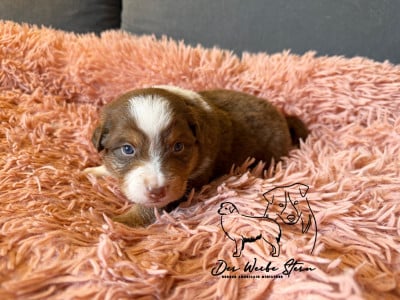 Les chiots de Berger Américain Miniature 
