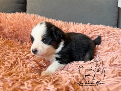 Les chiots de Berger Américain Miniature 