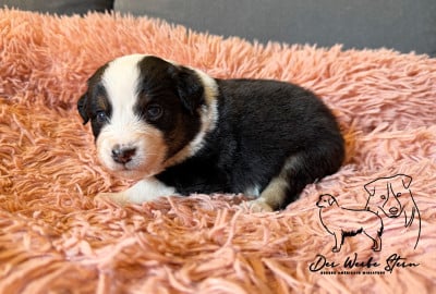 Les chiots de Berger Américain Miniature 