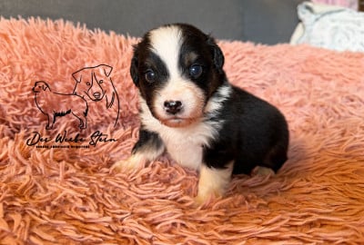 Les chiots de Berger Américain Miniature 