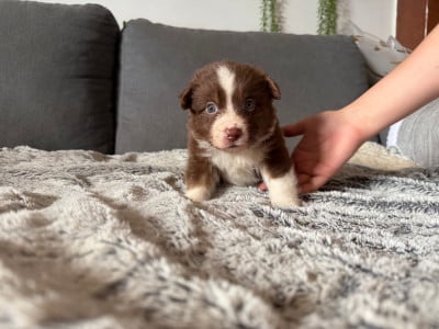 Les chiots de Berger Américain Miniature