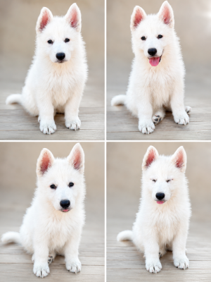 Les chiots de Berger Blanc Suisse
