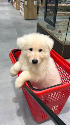Les chiots de Berger Blanc Suisse