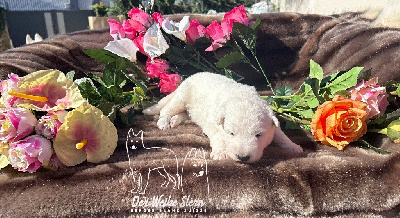 Les chiots de Berger Blanc Suisse