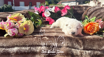 Les chiots de Berger Blanc Suisse