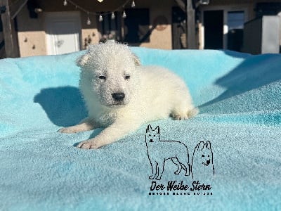 Les chiots de Berger Blanc Suisse