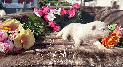 Les chiots de Berger Blanc Suisse