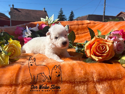 Les chiots de Berger Blanc Suisse