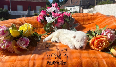 Les chiots de Berger Blanc Suisse