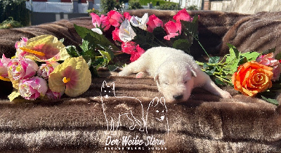 Les chiots de Berger Blanc Suisse