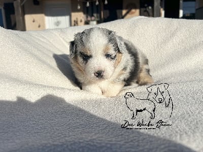 Les chiots de Berger Américain Miniature 