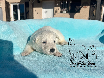 Les chiots de Berger Blanc Suisse