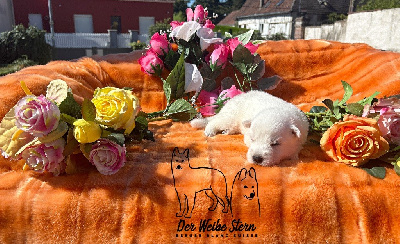 Les chiots de Berger Blanc Suisse