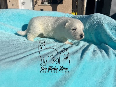 Les chiots de Berger Blanc Suisse