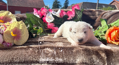 Les chiots de Berger Blanc Suisse