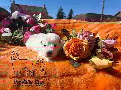 Les chiots de Berger Blanc Suisse