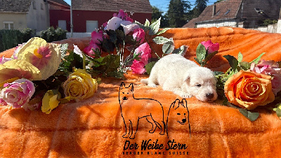 Les chiots de Berger Blanc Suisse