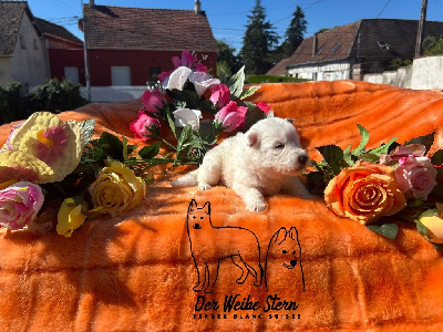 Les chiots de Berger Blanc Suisse