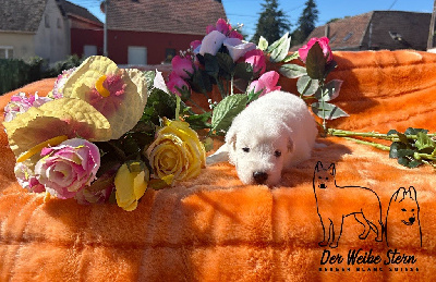Les chiots de Berger Blanc Suisse