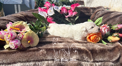 Les chiots de Berger Blanc Suisse