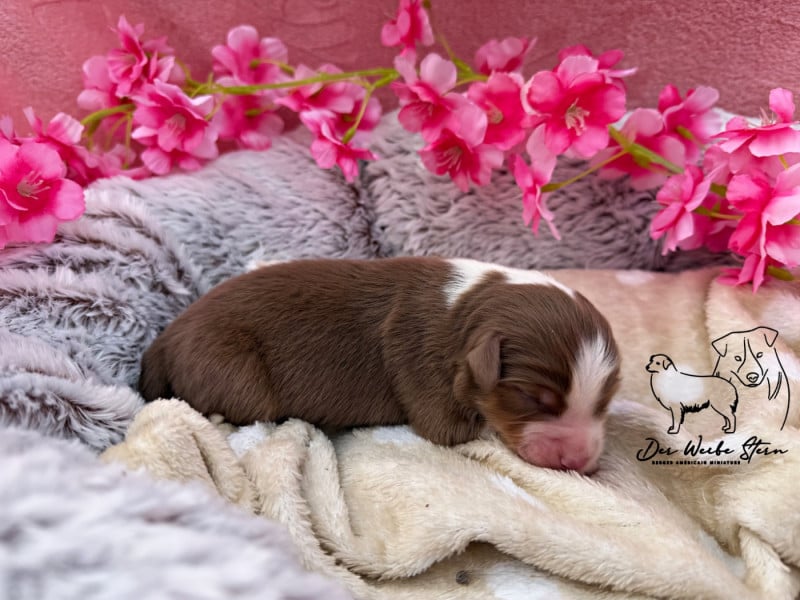 Berger Américain Miniature  - der Weibe Stern