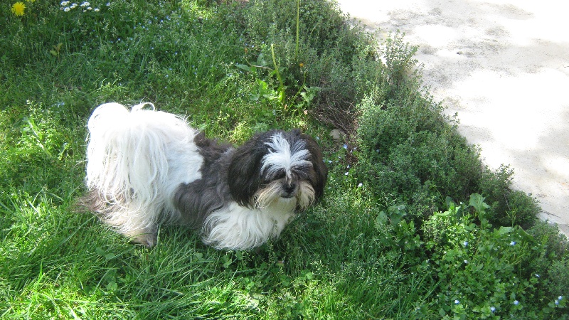 Publication : du clos chadocay Auteur : Du Clos Chadocay