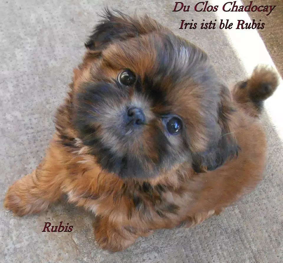 Iris isti ble rubis du clos chadocay
