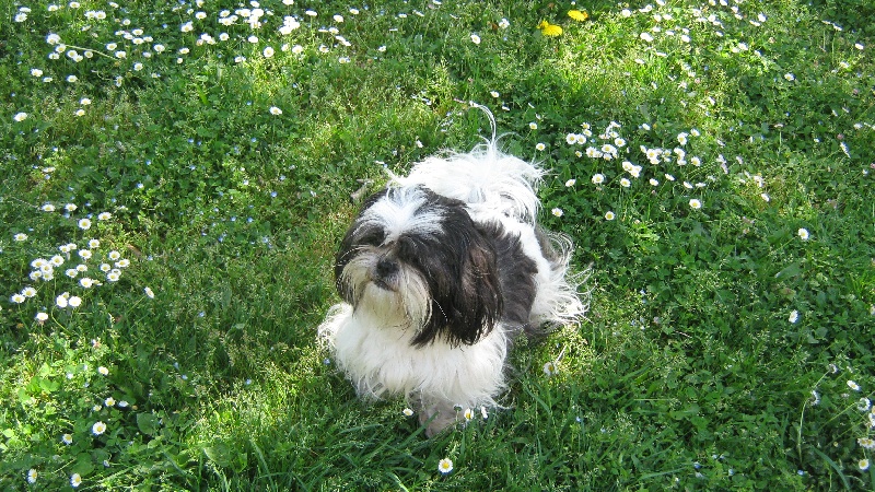 Publication : du clos chadocay Auteur : Du Clos Chadocay