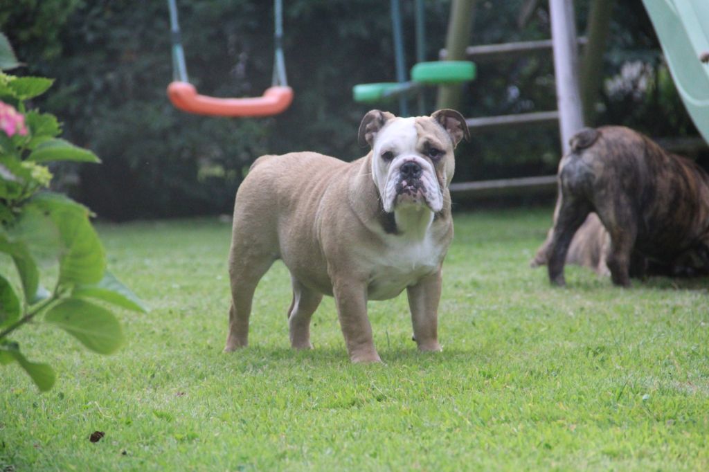 chiot Bulldog Anglais des Dunes de Mondopale