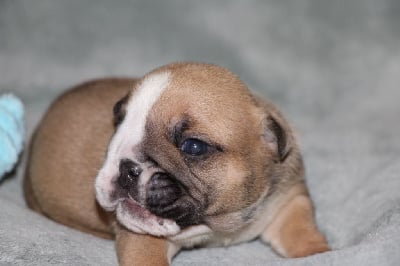 Les chiots de Bulldog Anglais