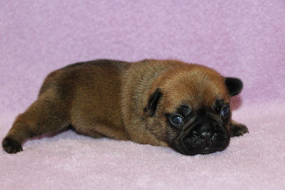 Les chiots de Bouledogue français