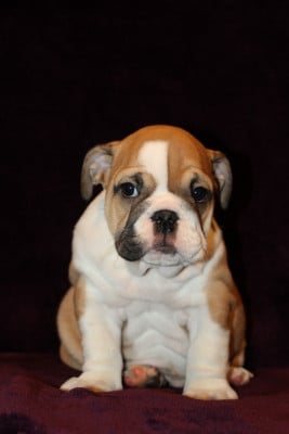 Les chiots de Bulldog Anglais