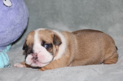 Les chiots de Bulldog Anglais