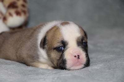 Les chiots de Bulldog Anglais
