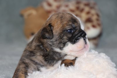 Les chiots de Bulldog Anglais