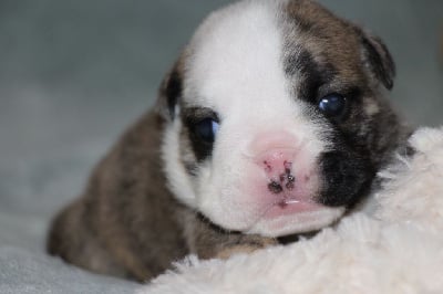 Les chiots de Bulldog Anglais