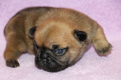 Les chiots de Bouledogue français
