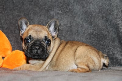 Les chiots de Bouledogue français