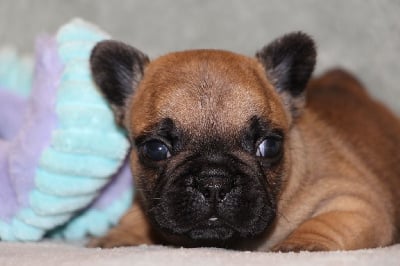 Les chiots de Bouledogue français